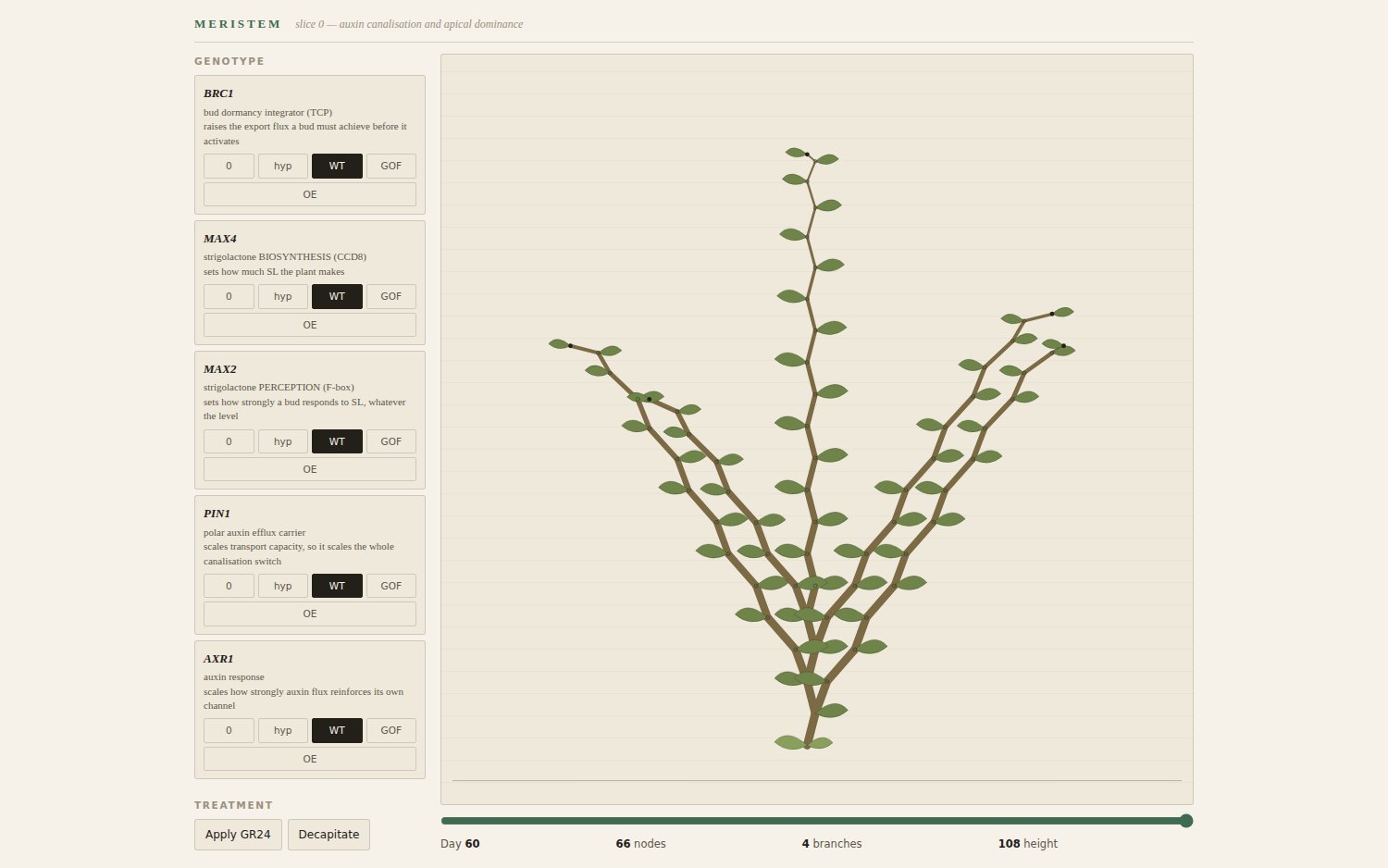 Meristem — a branched seedling drawn beside a panel of gene switches for BRC1, MAX4, MAX2, PIN1 and AXR1